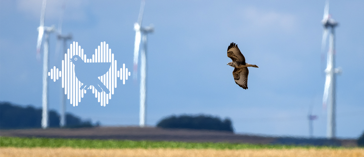 Greifvogel Windkraftanlage